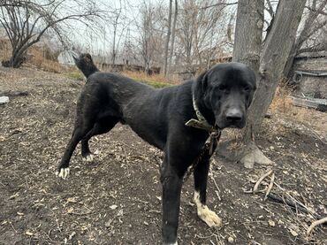 Продажа собак: Продаю собаку алабай 1.5 года. Кобель Цена договорная — 7