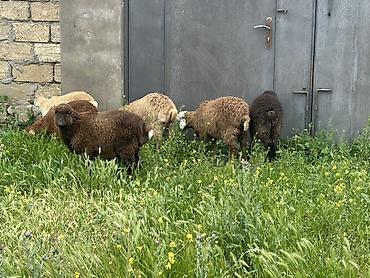 Mal-qara: Quzu və gənc qoyunlar – ətlik və damazlıq üçün Məhsul təsviri: Yaxşı — 4