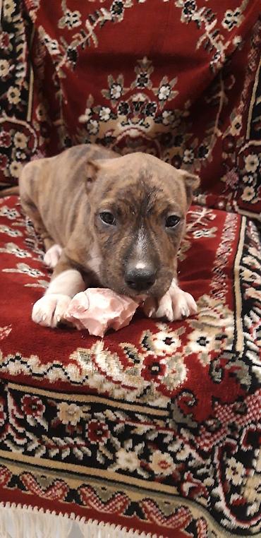 İtlər: Pitbul — 9