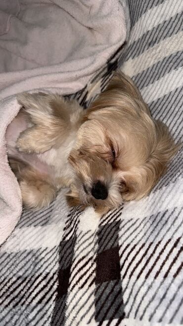 İtlər: Malta bolonka, 2 il, Erkek, Cütləşmə üçün — 13