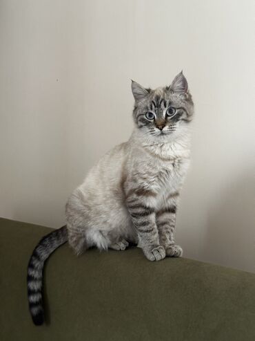 породистые кошки в добрые руки: Эркек