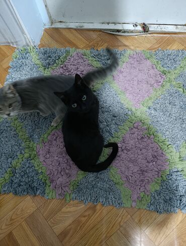 Продажа кошек: Беспородная, 4 месяца, Мальчик, Черный — 7