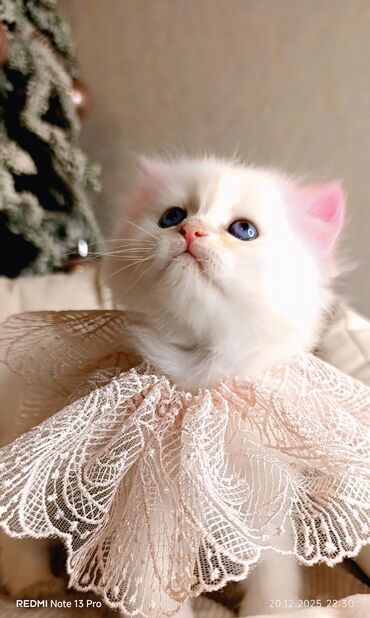 Xaltalar, qayışlar və tasmalar: 3 dişi öz pişiyimin balasıdır makler deiləm — 2