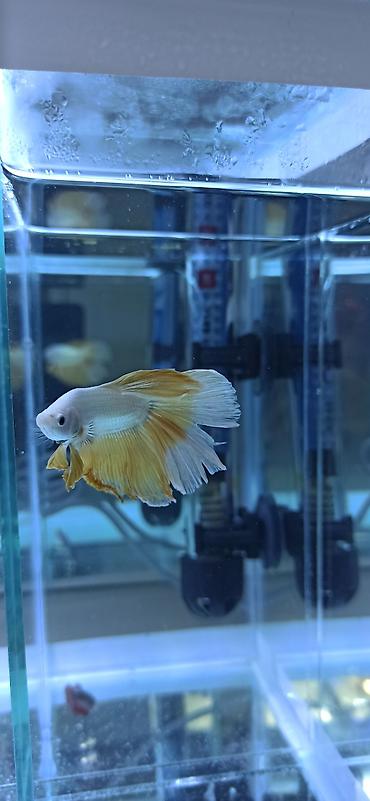 Balıqlar: Betta (Petuşok balığı), Ünvandan götürmə — 6