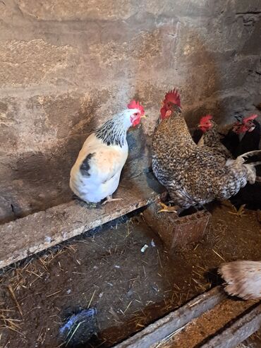 Toyuqlar: Toyuq, Damazlıq — 7