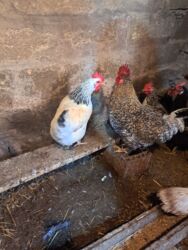 Toyuqlar: Tam saglam yumurtayan toyuglar Bakının Digah kendi — 7