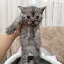 Pişiklər: Şotland, Dişi, Yaxşı əllərə, Ünvandan götürmə -da lalafo.az — 4 Pişiklər: Şotland, Dişi, Yaxşı əllərə, Ünvandan götürmə — 4