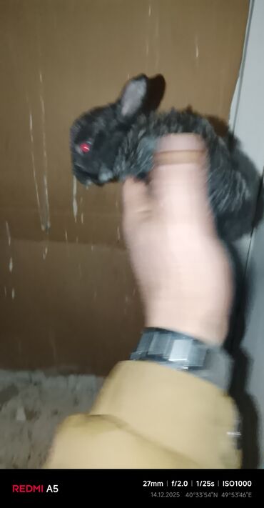 Gəmiricilər: Salam dovşan balaları satılır. Sevdiklərinizi yeni ilde sevindirmək — 5