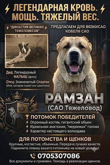 Вязка собак: 🔥 ТЯЖЕЛОВЕС РАМЗАН — Наследник Легендарного Малыша! (Вязка Алабай) — 1