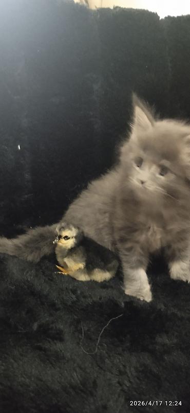 Продажа кошек: Мейн-кун, 1 месяц, Девочка — 18