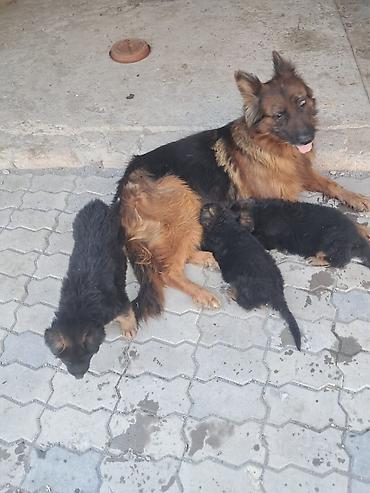 çoban kucuyu: Alman çoban iti, 2 ay, Erkək, Peyvəndli, Ünvandan götürmə — 1