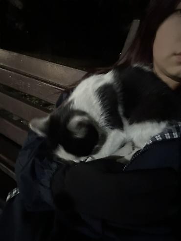 кошки белые: Кошка даром: Беспородная, Мальчик — 1