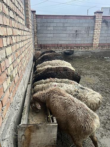 Другие животные: Асалоому алейкум 7 баш козулу кой бар козулар чон 7 баш бооз кой — 11