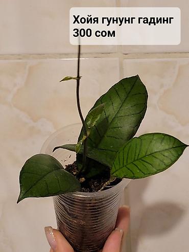 Хойи: Хойи
Цены и названия на фото — 1