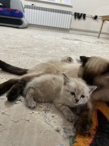 котята в добрые руки бесплатно: Предлагаются к продаже котята разных окрасов и пород, включая светлых
