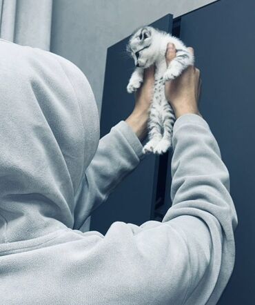 машинка для стрижки собак: Котёнок серо-белого окраса - Примерный возраст: совсем маленький