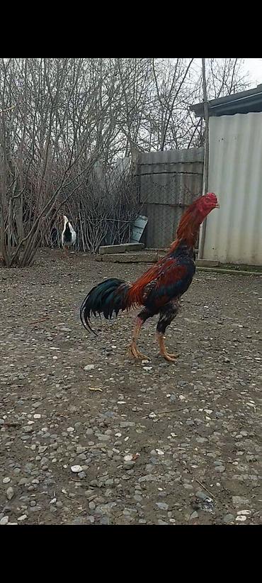 Xoruzlar: Xoruz, il: <1, Pulsuz çatdırılma — 4