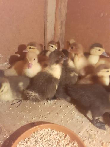 balaca cücə: 17 dene 3 gunluk ordek balalari biri 4 azn . 055 880. 85. 29 — 7