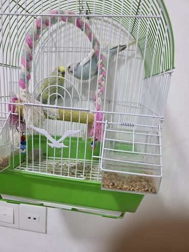 ağ pişik şəkilləri: Qefesle birlikde erkek disi papuqay .oxuyan