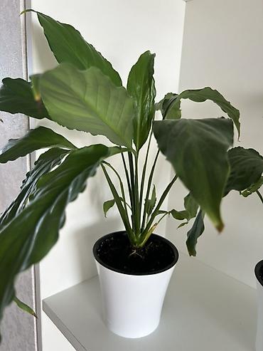 спатифиллум: ПРОДАЮ 3 цветка за 1000 сом!!!!Спатифиллум (Spathiphyllum) в горшке - — 2