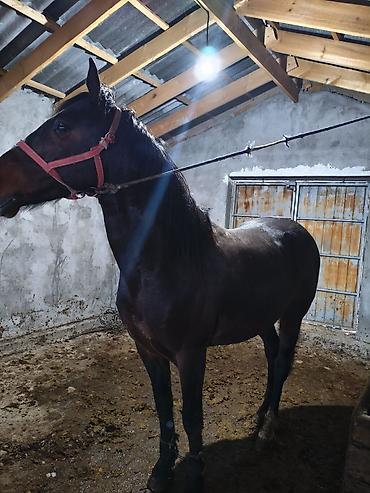 Лошади, кони: Продаю | Конь (самец) | Рабочий — 2