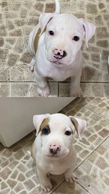 pikines it: Pitbul, 1 ay, Dişi, Ünvandan götürmə