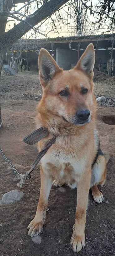 собака охотничий: Продается полу овчарка 4 года в Иссык куле