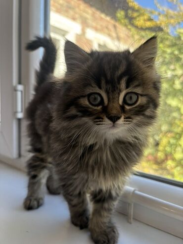 котята отдам в добрые руки: Котята домашние, окрас: мраморно‑тигровый (длинношёрстный) и белый