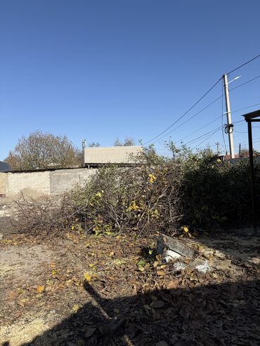 меняю на скот: Отдам даром дрова,обрезки Деревьев «орех».Адрес тоголок молдо