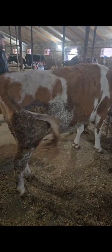 Inəklər, öküzlər: Salam aleykum super 2 dene iney diler cüt 6400 diyilir razılaşmaq olar — 12