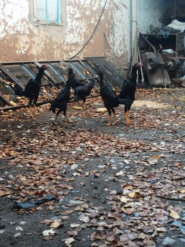 дикоративные кролики: Продаю | Куры | Бойцовая | Для разведения
