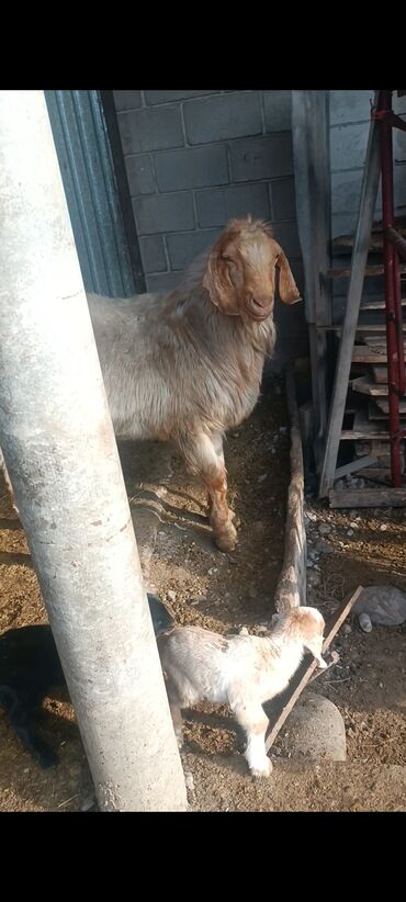 Козы, козлы: Продаю | Козёл (самец) | Битал | Осеменитель — 1