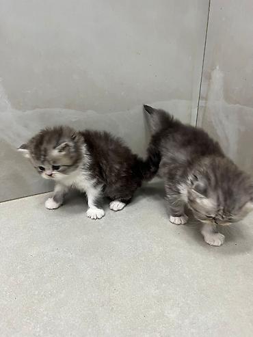 Pişiklər: Fars — 2