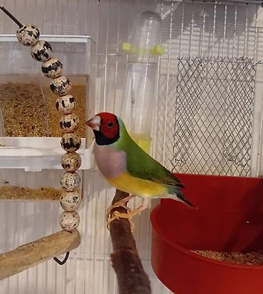 dekorativ quşlar: Məhsul: Gouldian ispinozu (rəngarəng finç) Təsvir: - Nadir və — 4