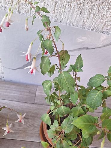 Денежное дерево: Г.Ош продаю цветы по 250 сом — 13