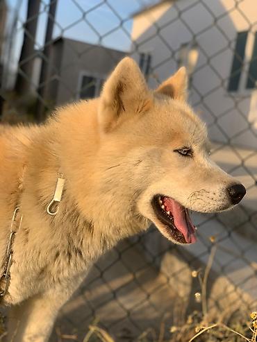 balaca it cinsi: Akita -inu Baxim, diqqet ve qulluq teleb edir . tukunu tokur deye — 3
