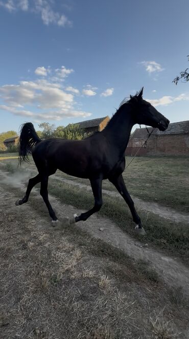 Domaće životinje: Na prodaju: crni konj, atletske građe i pravilnih nogu. - Tip — 9