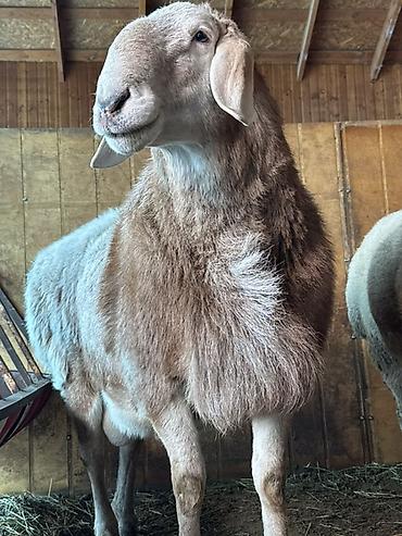 Баран, овца: Продаю | Баран (самец) | Арашан | Для разведения | Племенные, Осеменитель — 6