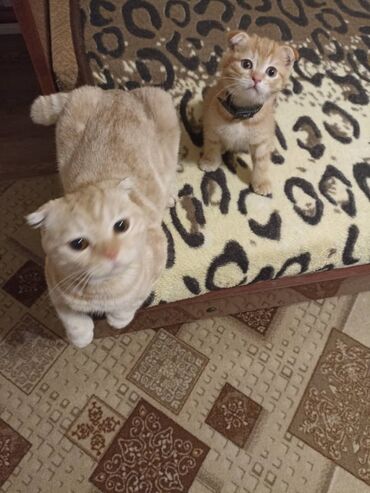 шатланский кот: Чистокровный котенок скотиш фолд рыжий мальчик, веслоухий, 1,5 месяца