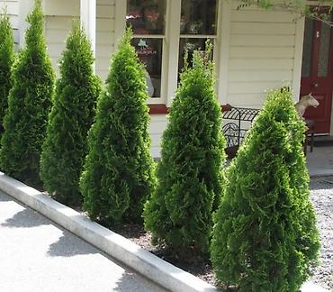 туя смарагт: Туя западная Смарагд (Thuja occidentalis ‘Smaragd’) — вечнозелёный — 1