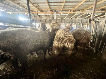 Бараны, овцы: Продаю | Баран (самец) | Для разведения | Племенные — 8