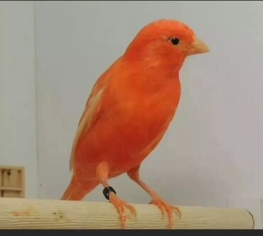 канарейка птица: Канарейки красномосковский самец поющий возраст 1 год есть и самки и