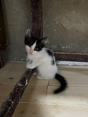balaca pişik şəkilləri: Erkək, Dişi, Yaxşı əllərə — 2