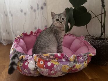 Heyvanlar üçün digər mallar: Девочка Софи 7 месяцев чистая британка все прививки сделаны, в салона