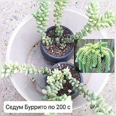 Другие комнатные растения: Продаю цветы — 13