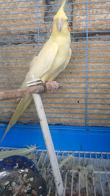 ucuz qoyunlar: Limon rəngli nimfa tutuquşusu (cockatiel). Quşun bədəni açıq — 2