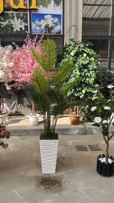 Ağaclar: Depodan bir basa satis 70azn baslayan dekarativ suni agaclar topdan — 28