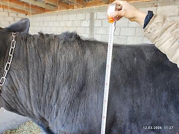 Коровы, быки: Продаю | Бык (самец) | Швицкая — 5