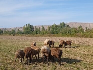 Бараны, овцы: Продаю | Овца (самка), Ягненок | Полукровка | На забой