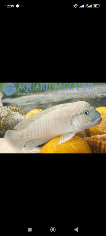 baliq akvarum: Akvarium Meymunka balığı almaq istəyirəm. Baha olmasın. Bala ve ya